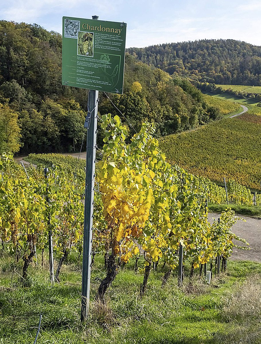 Поле Шардоне