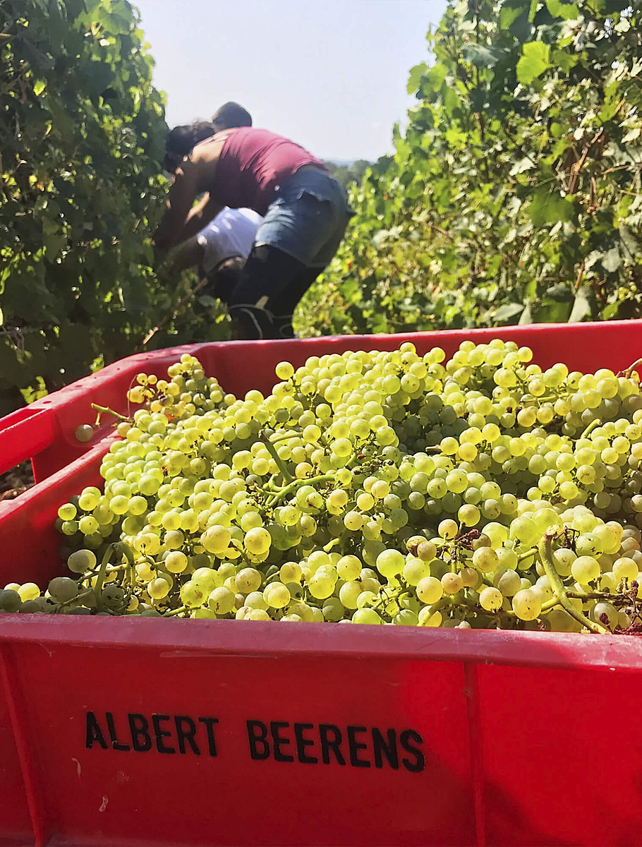 Сбор винограда