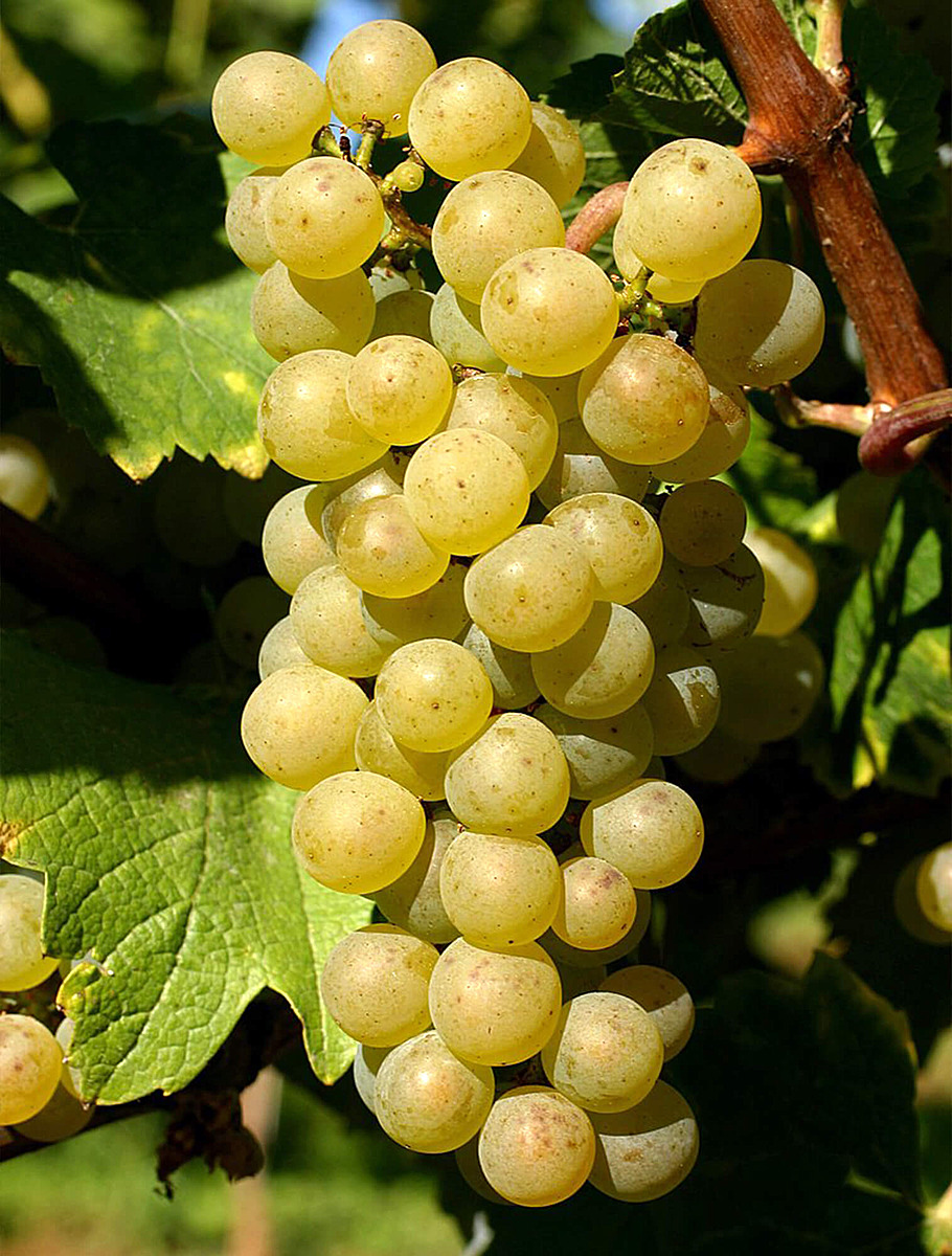 Плоды Шардоне