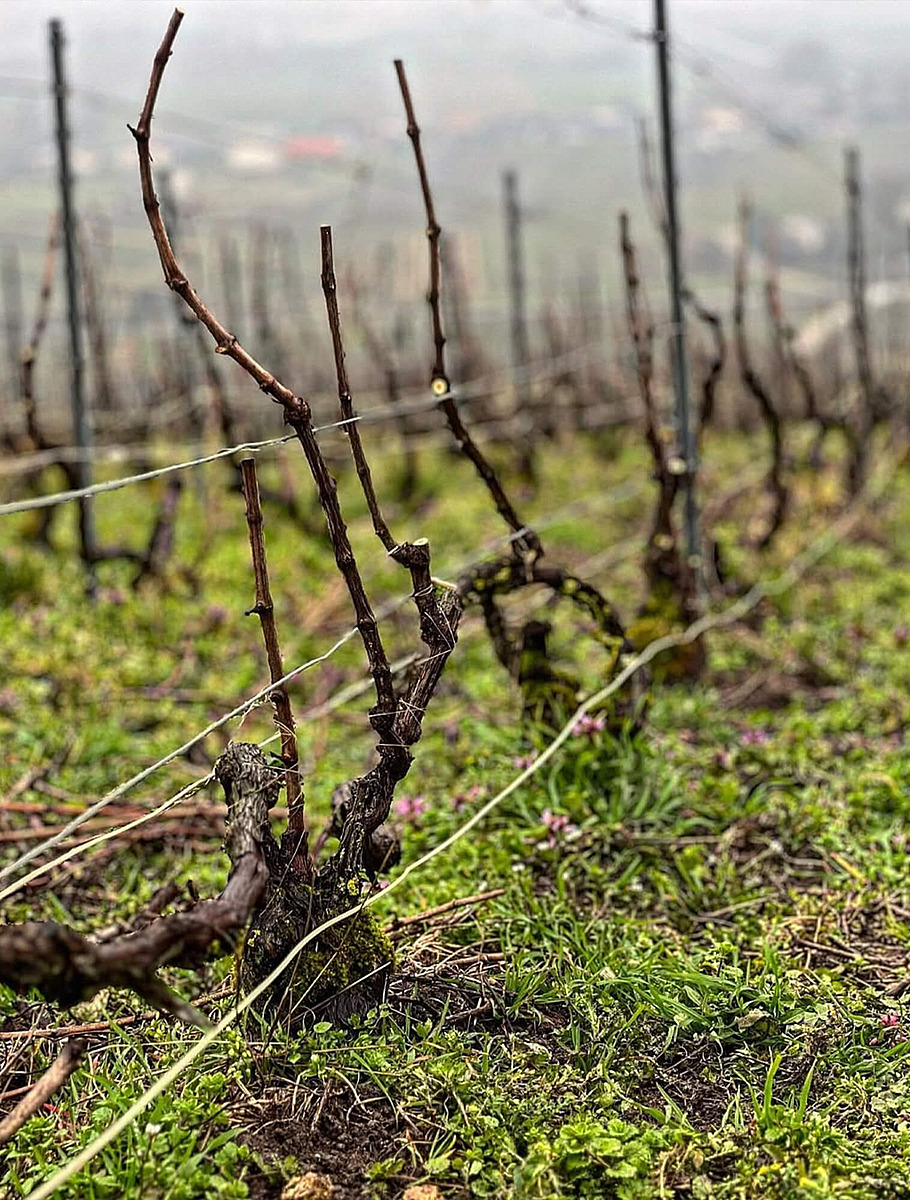 Поле Premier Cru осенью