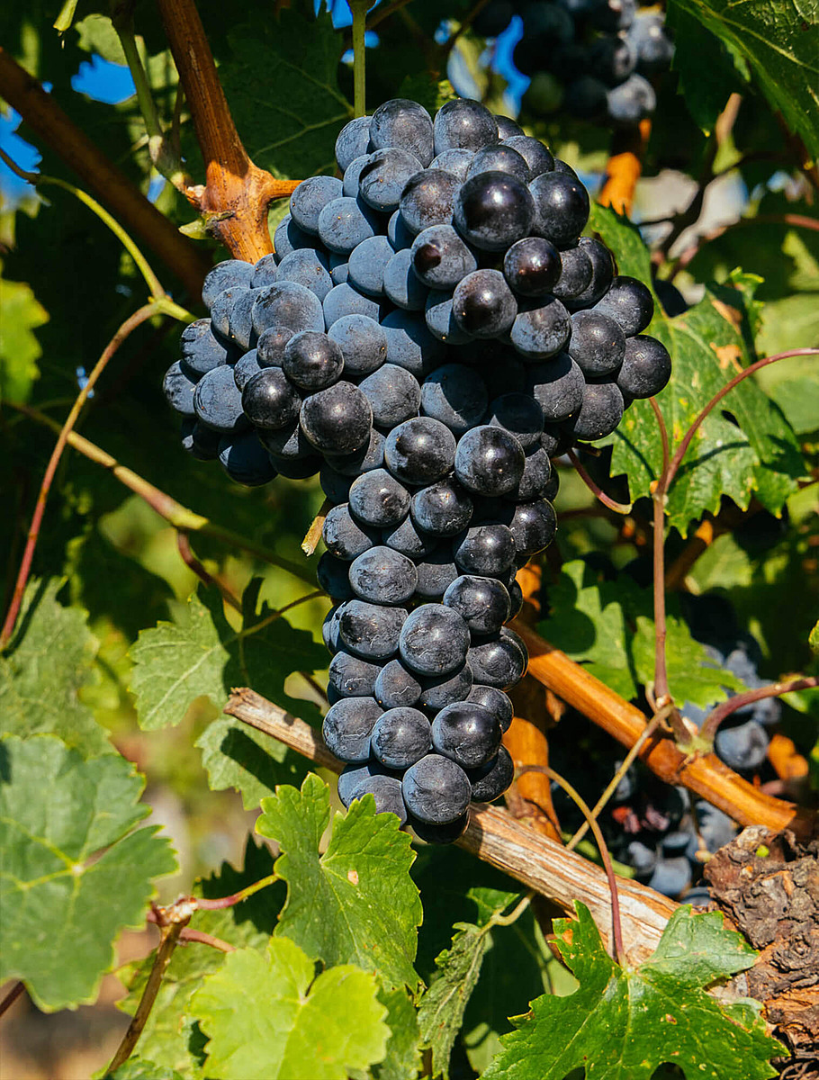 Виноград Veuve Clicquot