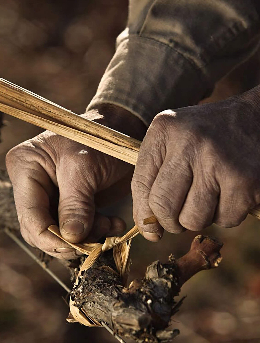 Уход за виноградным кустом