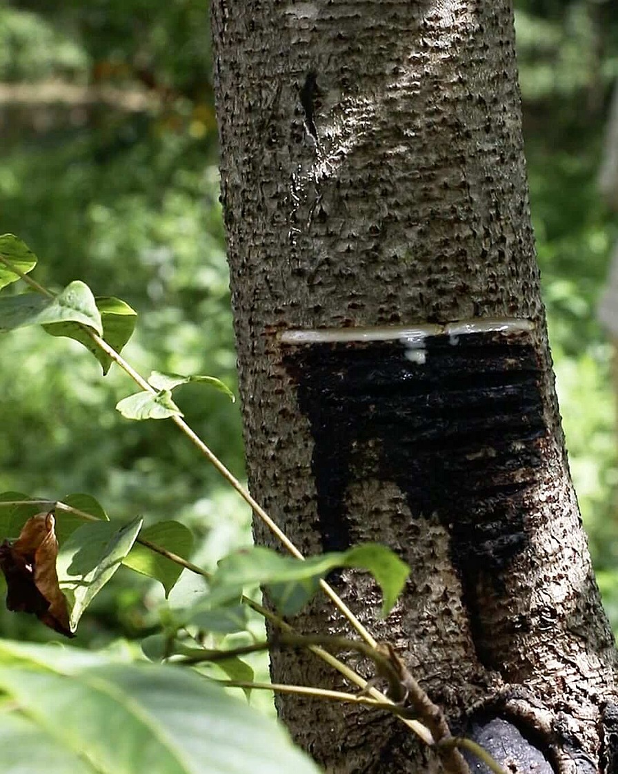 Процесс сбора сока уруси. В коре делают горизонтальные надрезы.