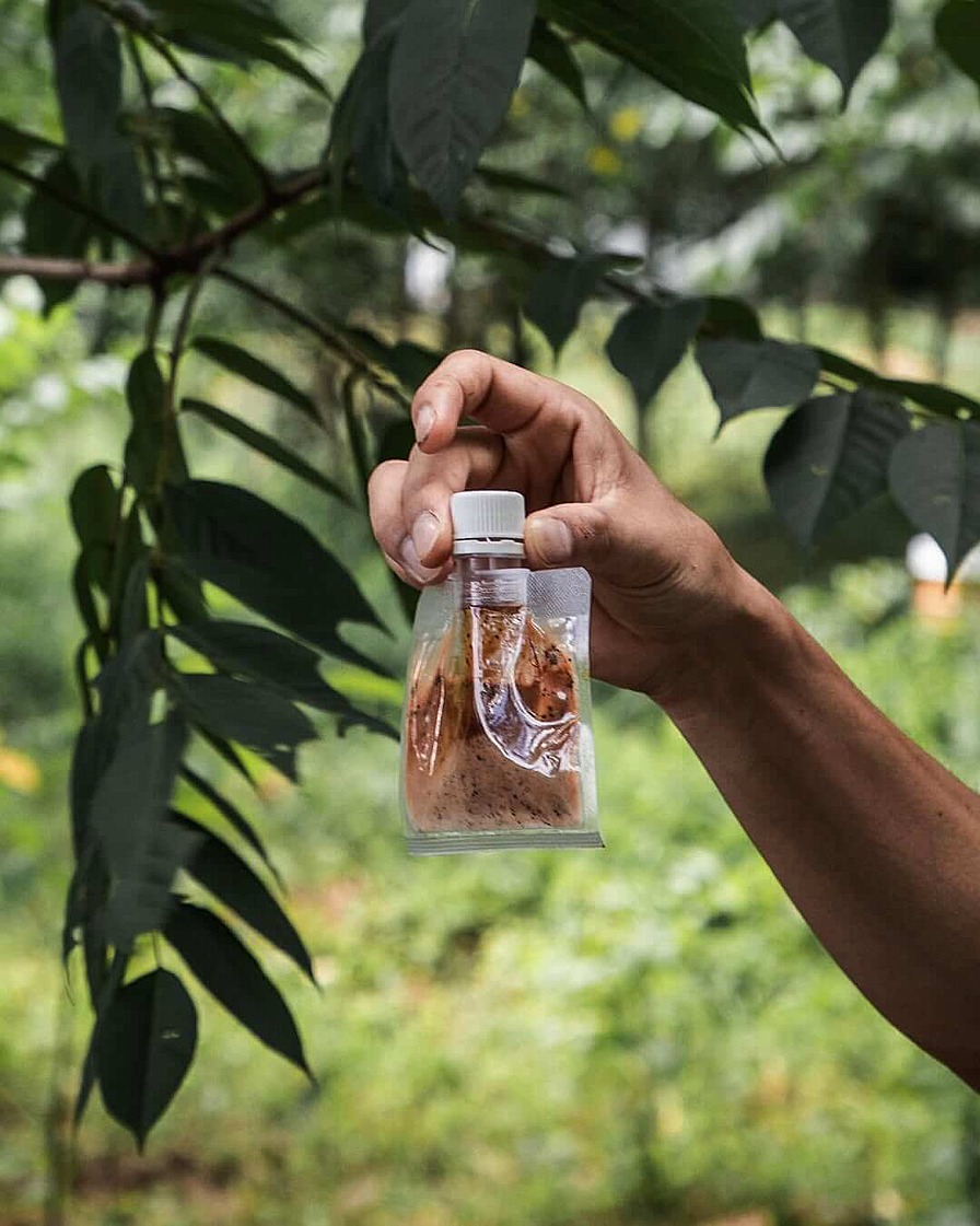 Собранный сок уруси