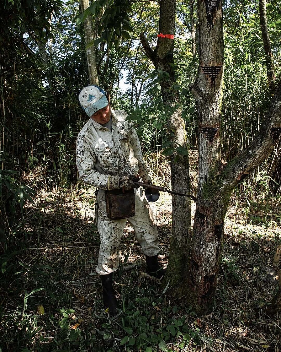 Сок уруси соскребают специальным шпателем.