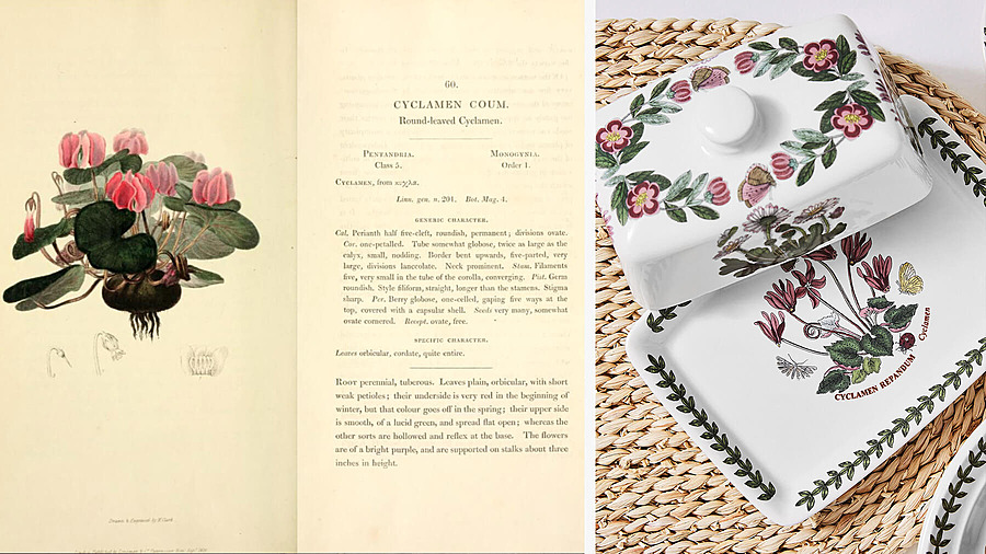 Ботанический справочник Уильяма Кларка; маслёнка из коллекции Botanic Garden