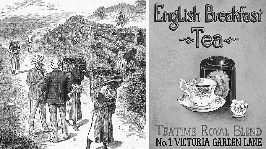Чайная плантация в Индии, современная стилизация рекламного плаката English Breakfast Tea