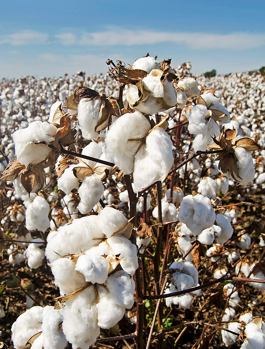 Sea Island Cotton