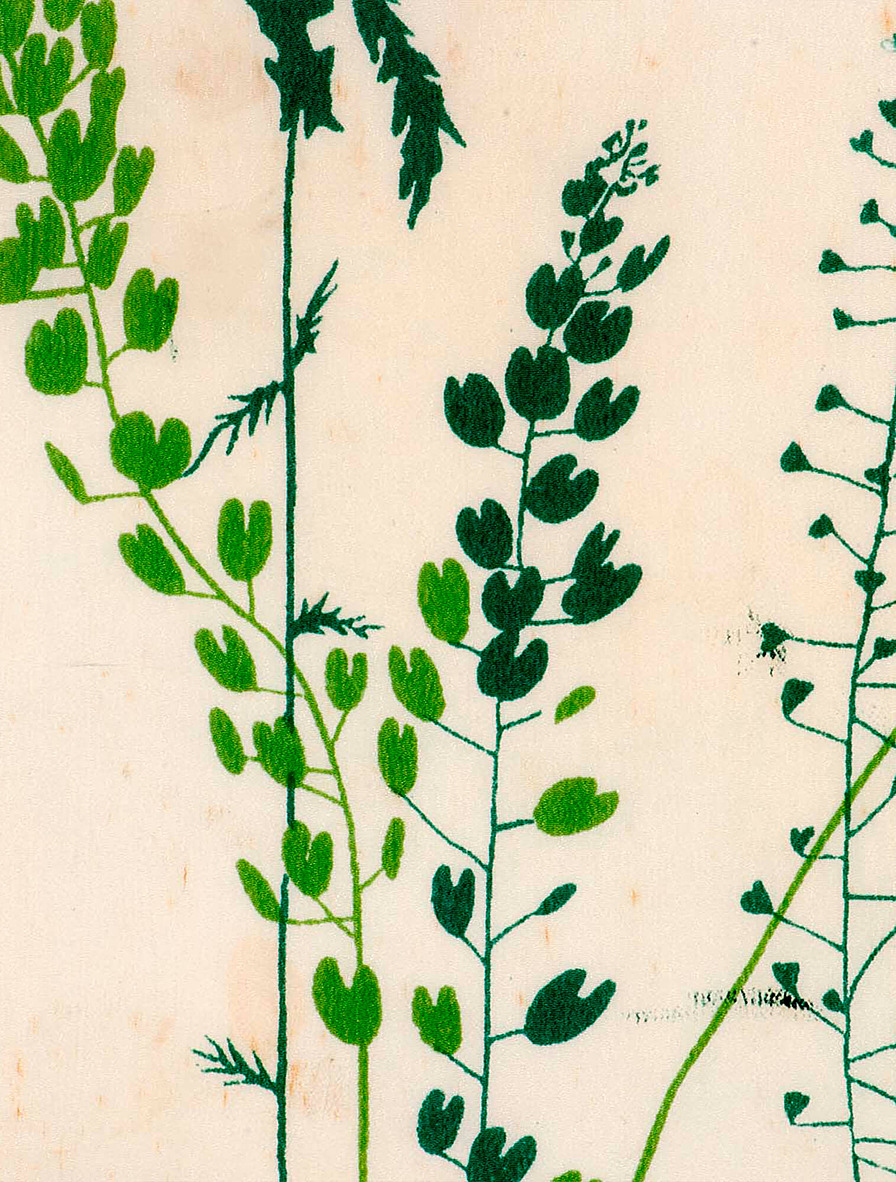Penninggräs (Pennycress) 1944
