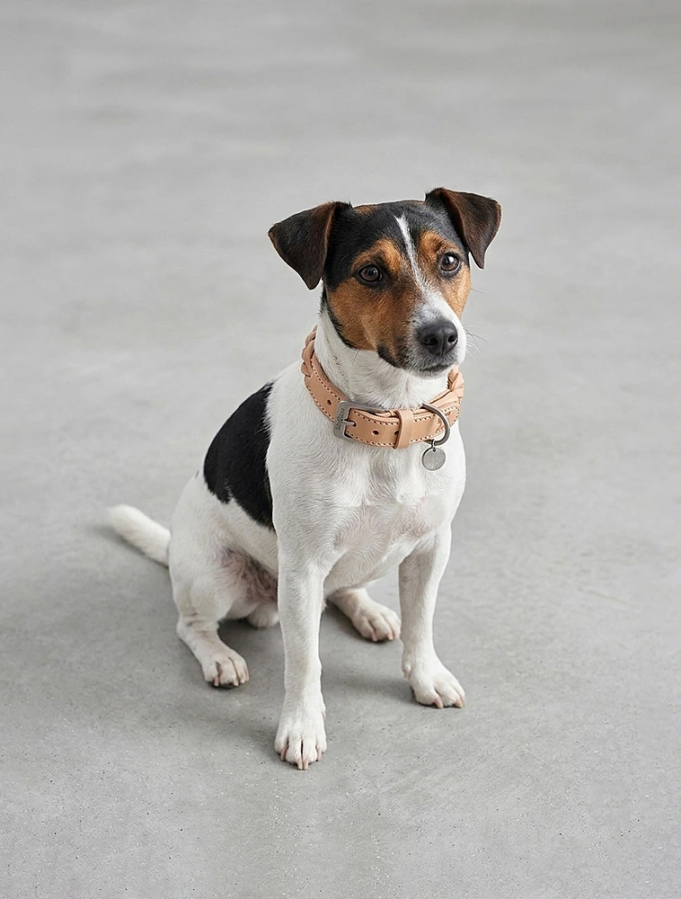 Ошейник для собак Bergamo, 31-37 см от MiaCara