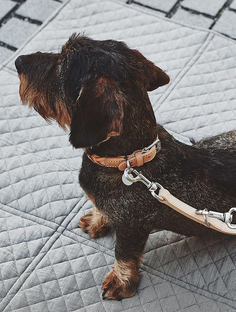 Ошейник для собак Bergamo, 35-41 см от MiaCara