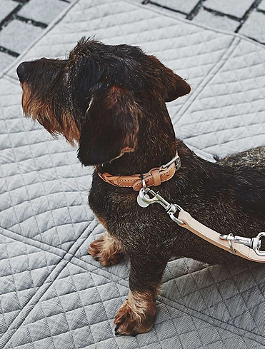 Ошейник для собак Bergamo, 35-41 см