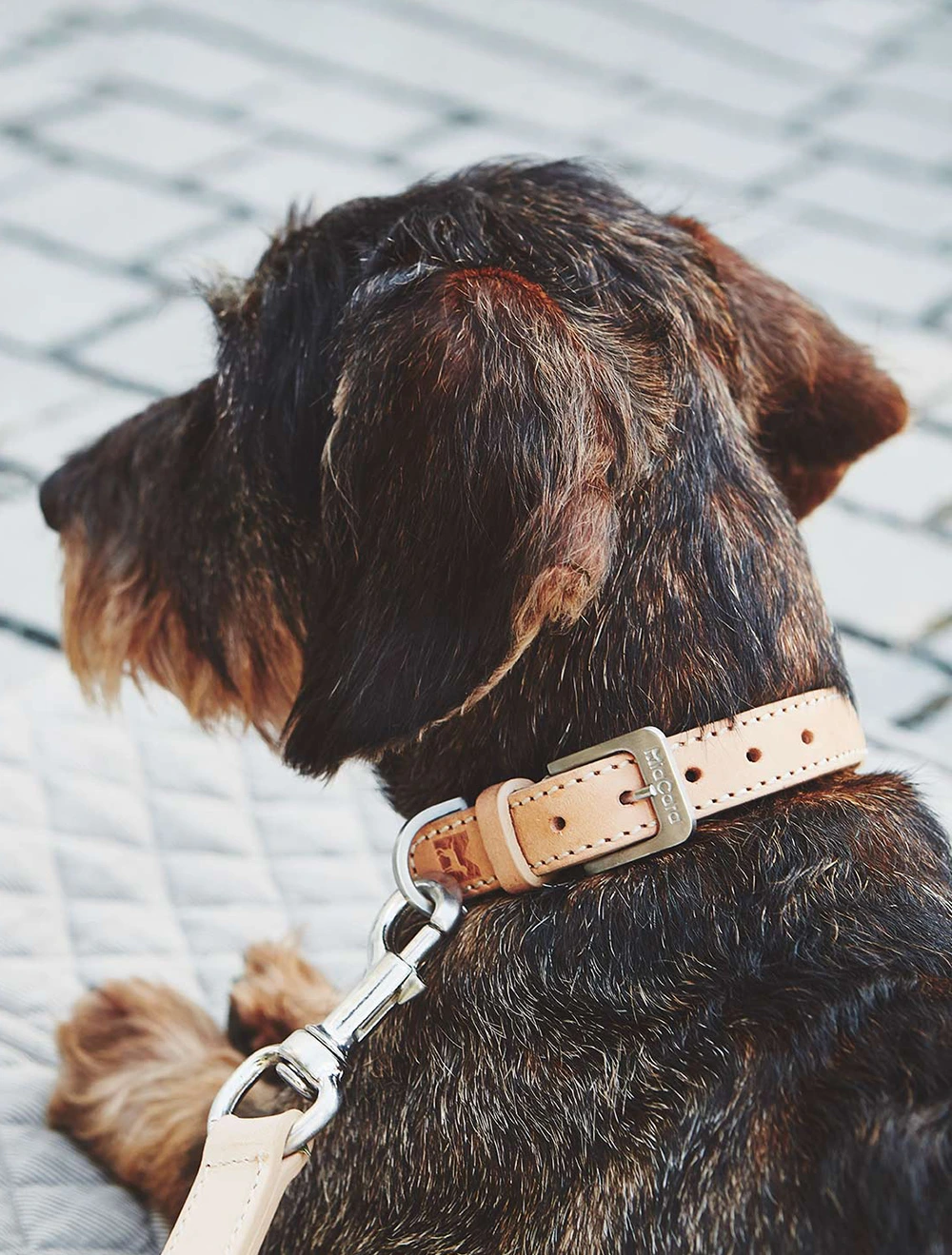 Ошейник для собак Bergamo, 35-41 см