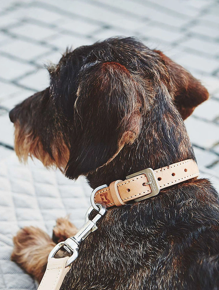 Ошейник для собак Bergamo, 35-41 см от MiaCara