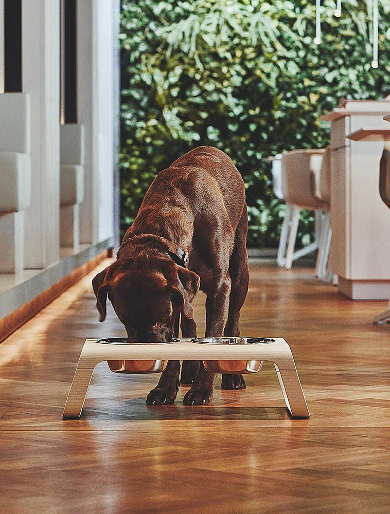 Набор из 2 мисок для собак на подставке Desco, 1,3 л от MiaCara