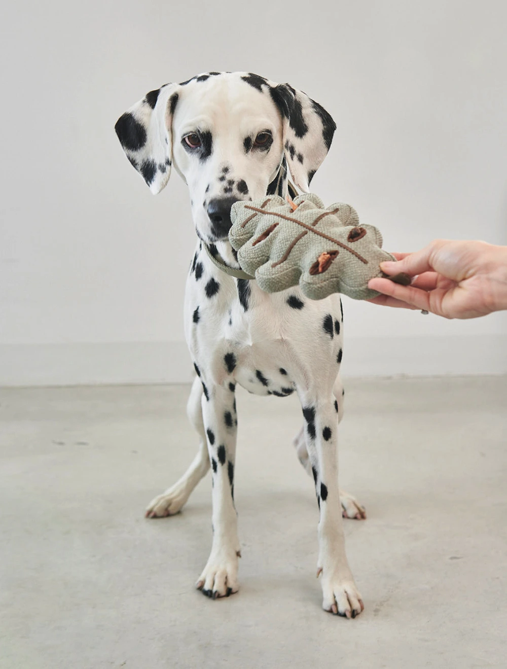 Набор из 3 мягких игрушек для собак Foresta