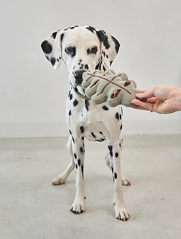 Набор из 3 мягких игрушек для собак Foresta