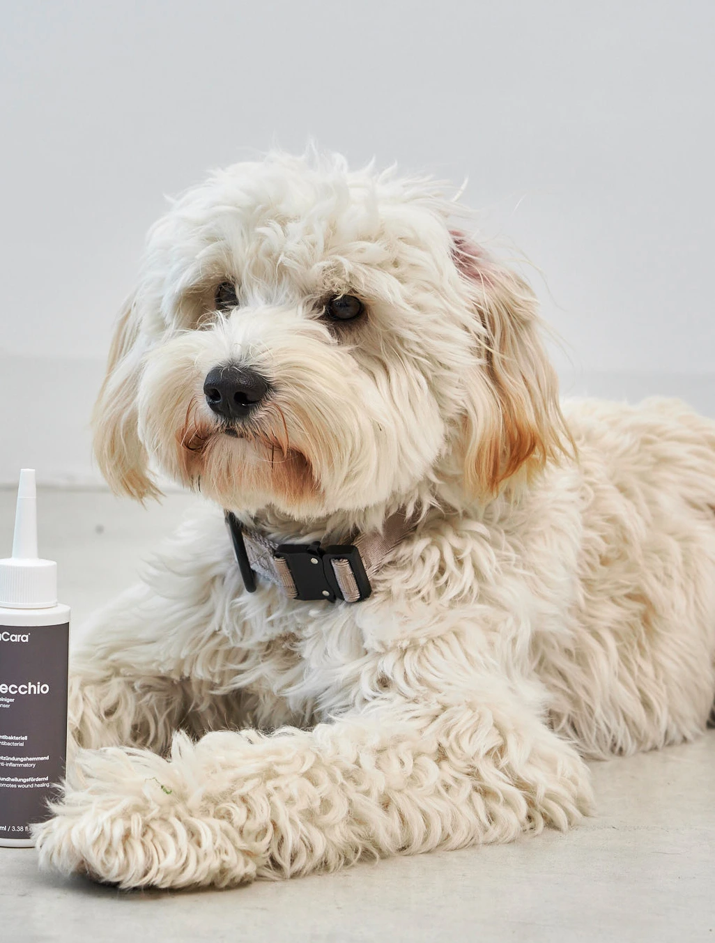 Ошейник для собак Modena, 30-45 см