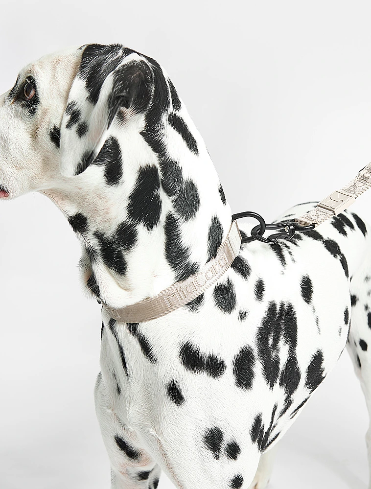 Ошейник для собак Modena, 35-53 см от MiaCara