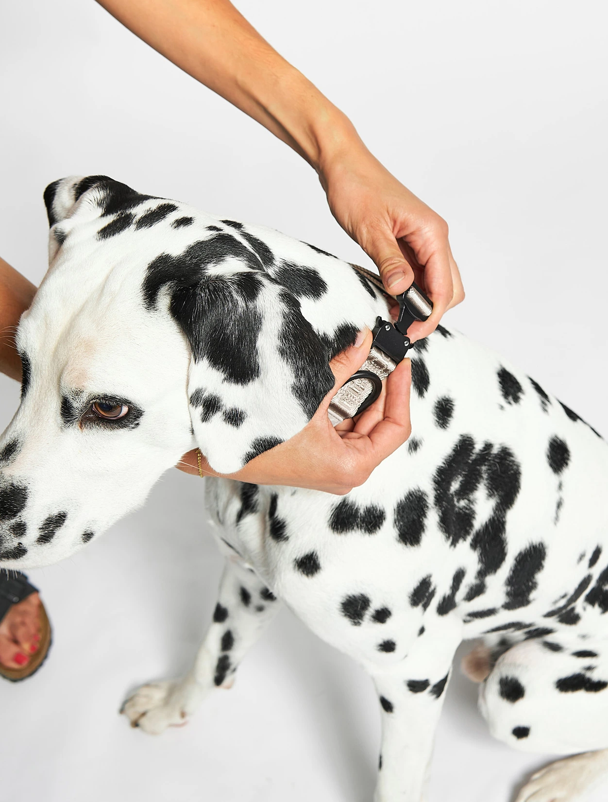 Ошейник для собак Modena, 35-53 см