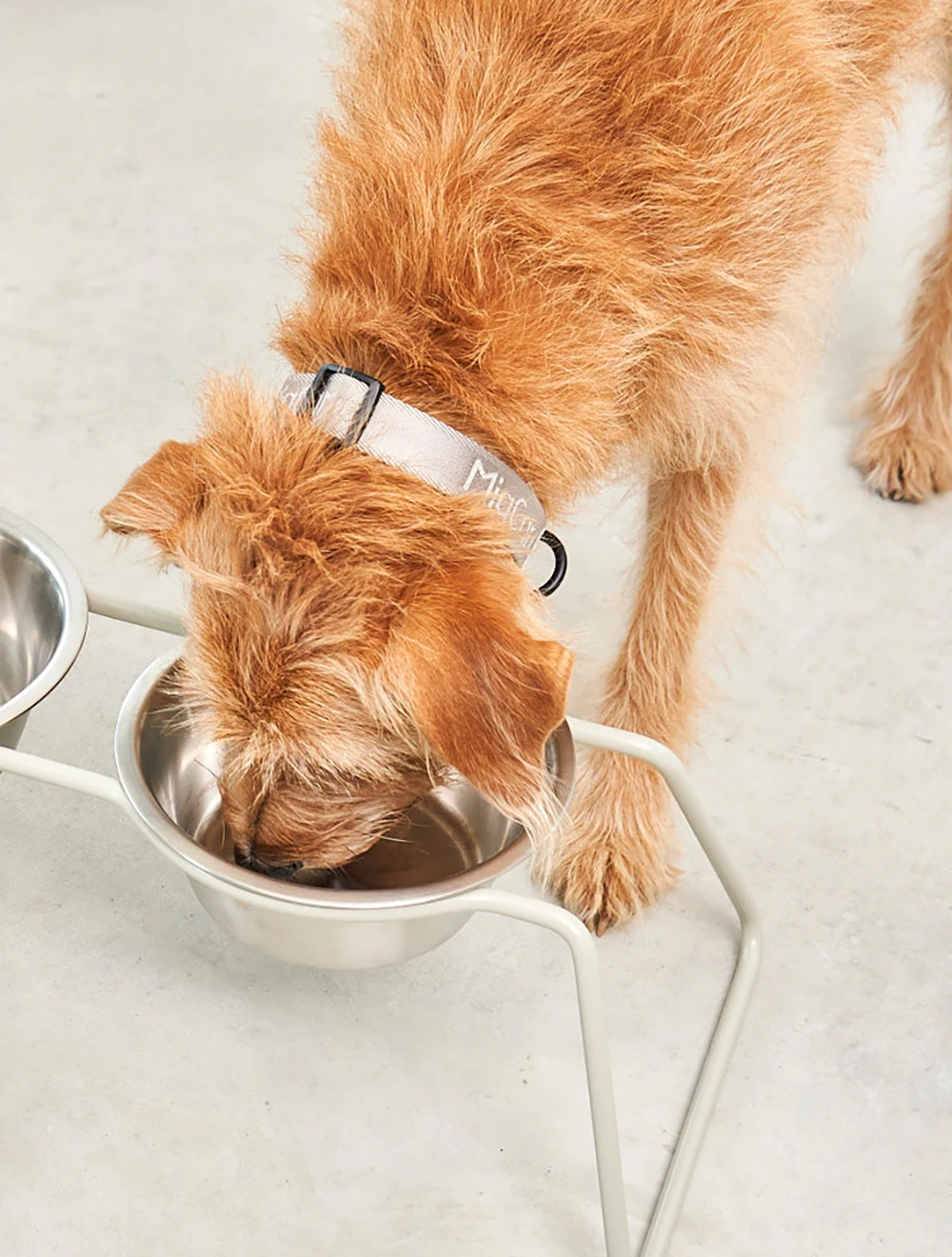 Ошейник для собак Modena, 35-53 см