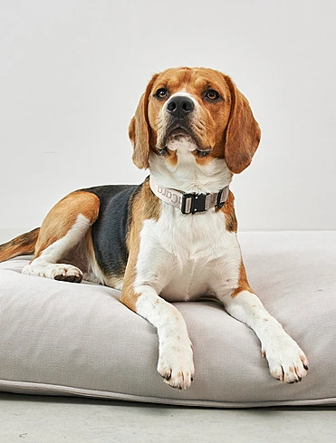 Ошейник для собак Modena, 35-53 см