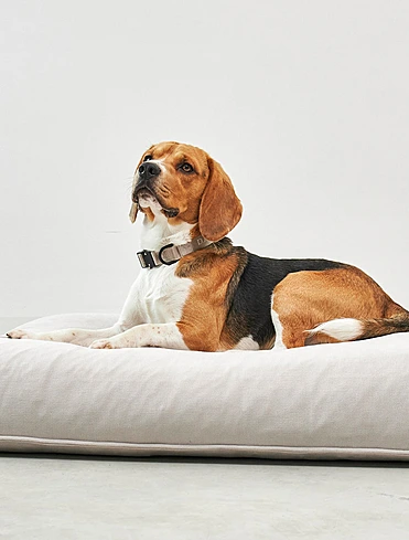 Ошейник для собак Modena, 35-53 см