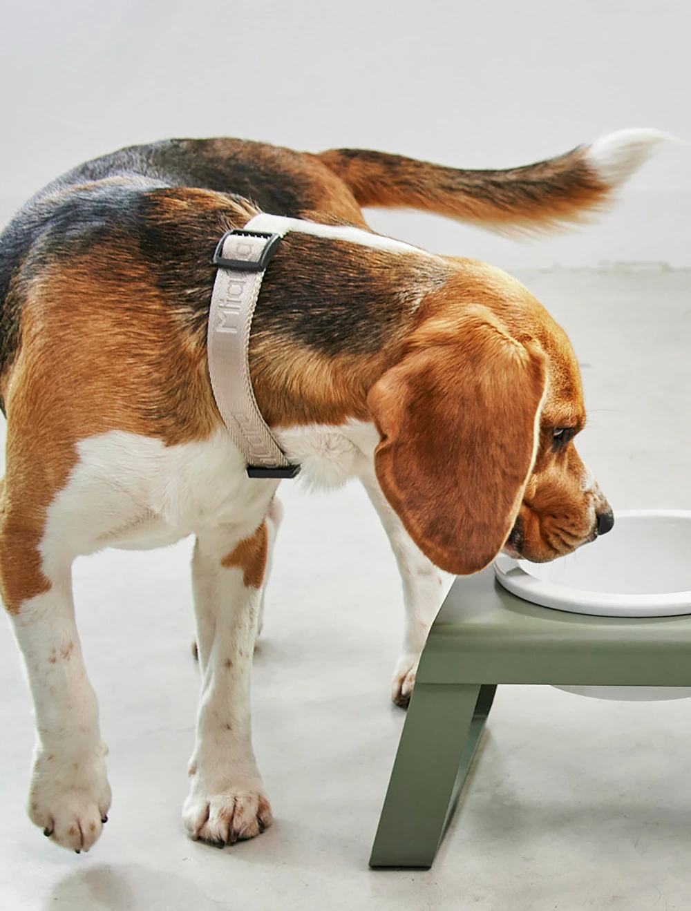 Ошейник для собак Modena, 35-53 см