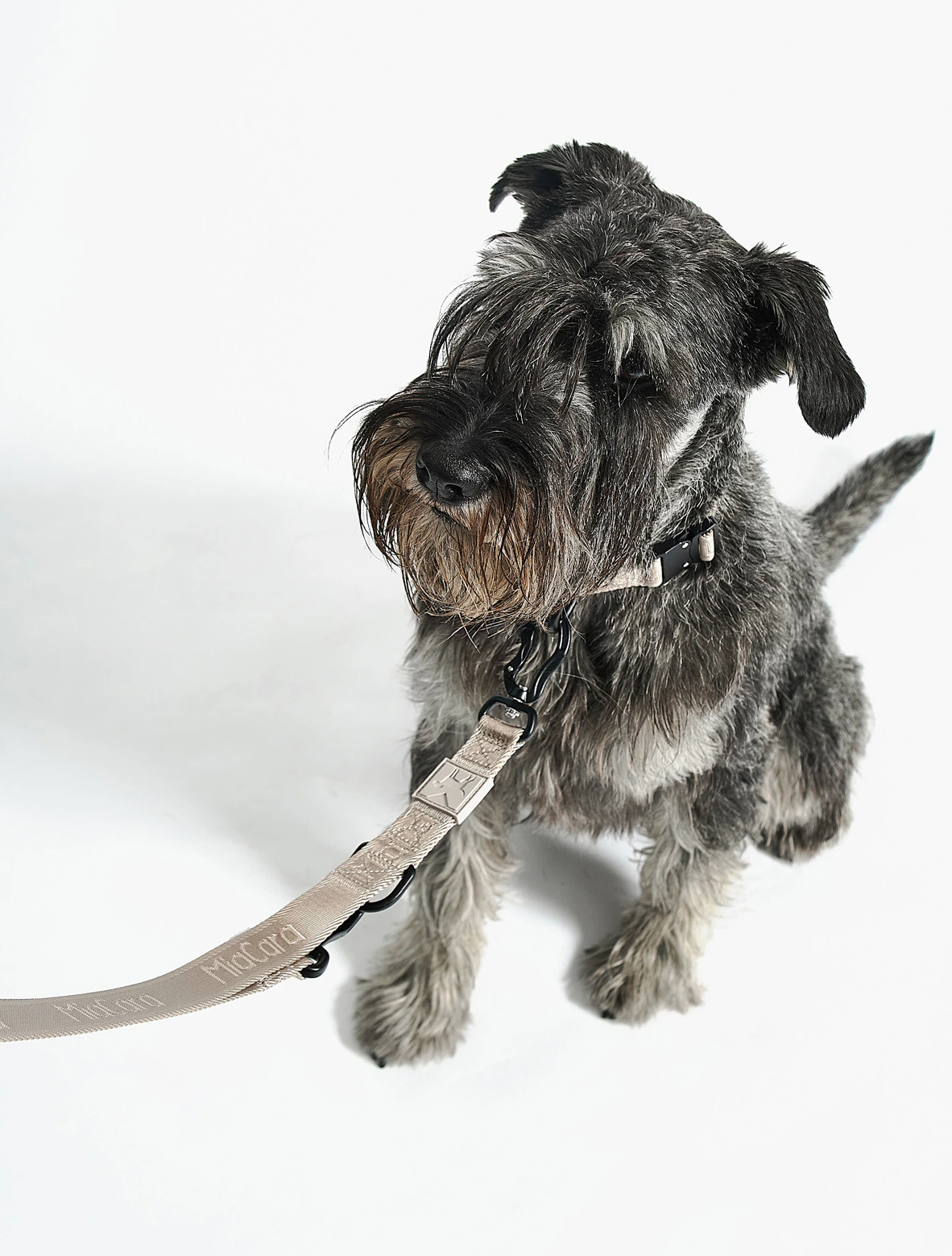 Поводок для собак Modena, 2 м