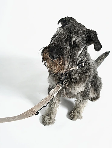 Поводок для собак Modena, 2 м