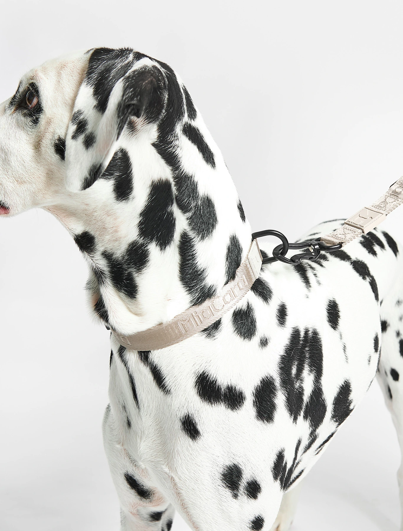 Поводок для собак Modena, 2 м