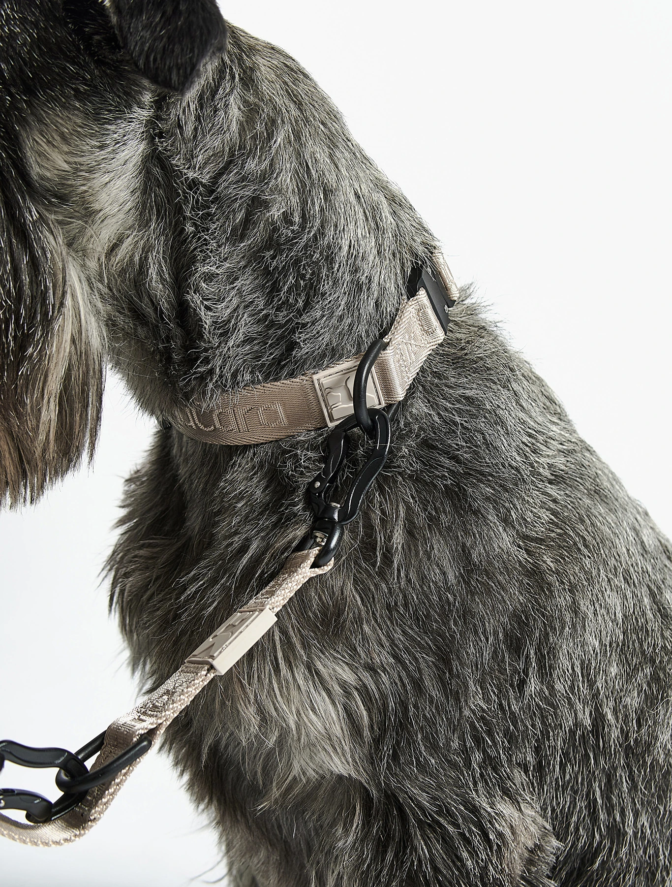 Поводок для собак Modena, 2 м