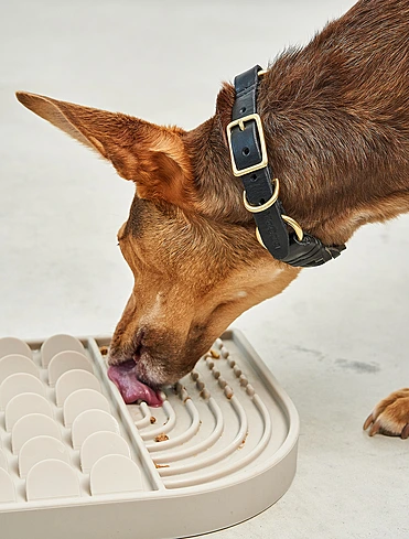 Ошейник для собак Palermo, 35-41 см