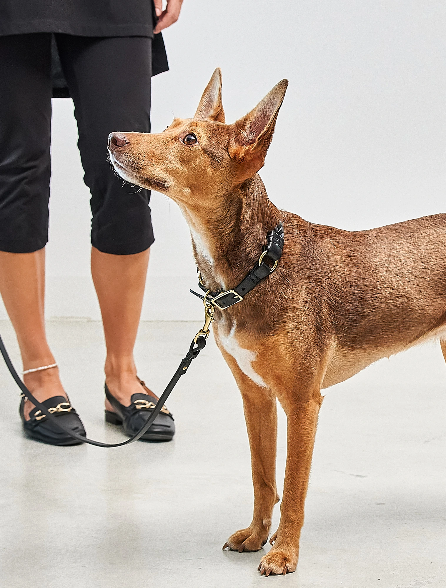 Ошейник для собак Palermo, 35-41 см