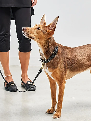 Ошейник для собак Palermo, 35-41 см