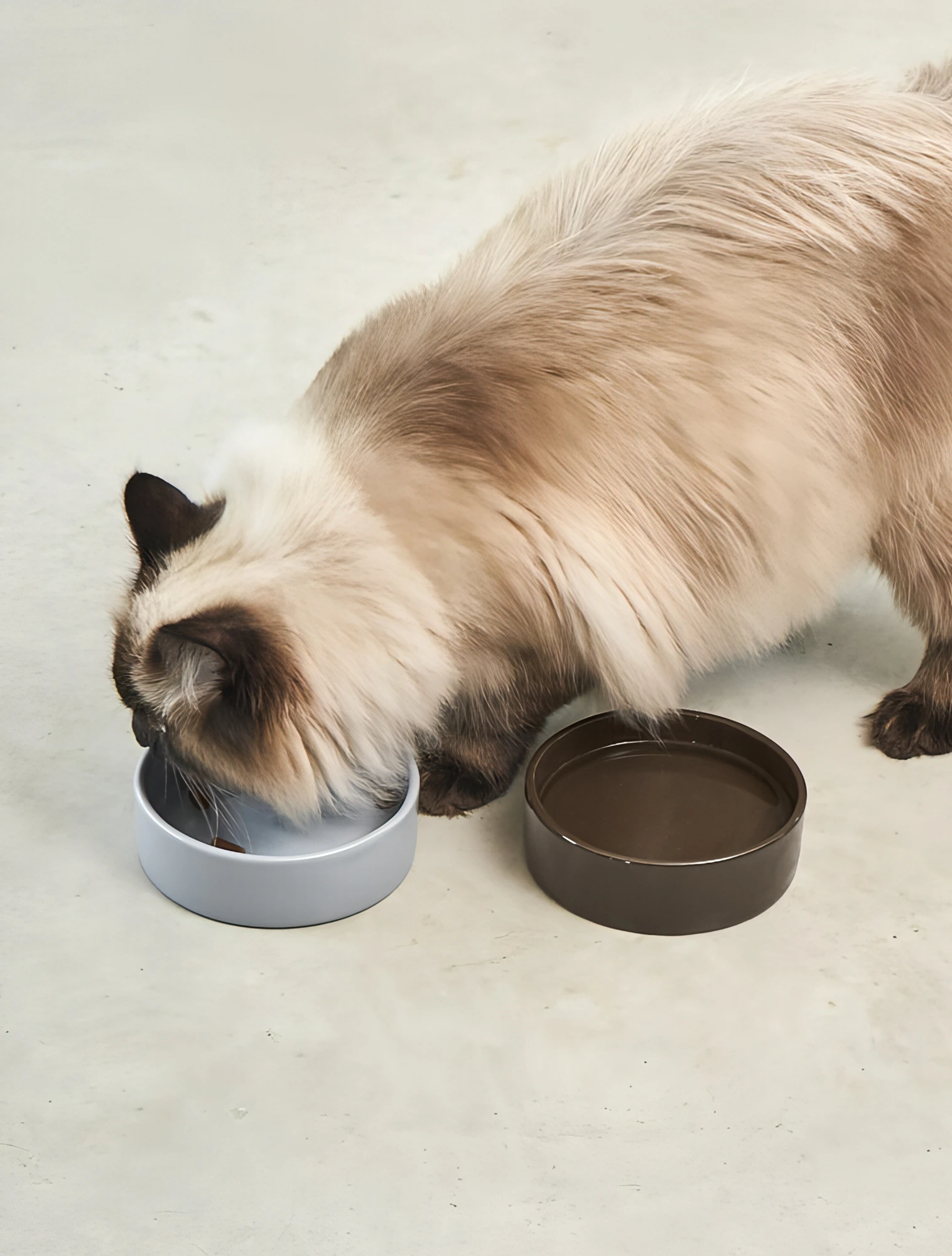 Миска для кошек Scodella, 250 мл