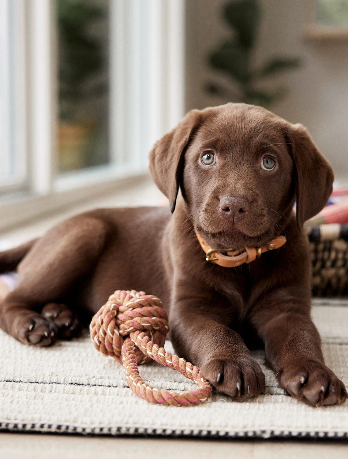 Игрушка для собак Otto, 7х22 см