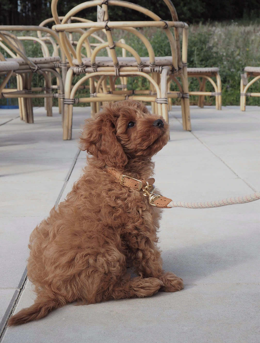 Поводок для собак Perry, 1,6 м