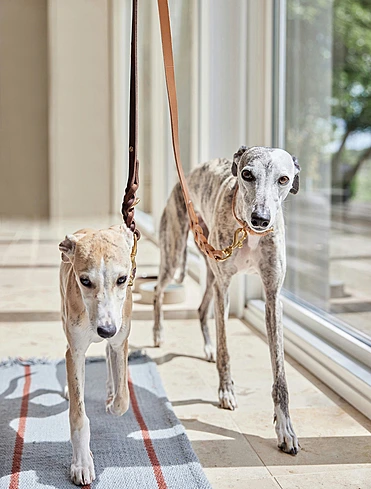 Поводок для собак Robin, 2 м