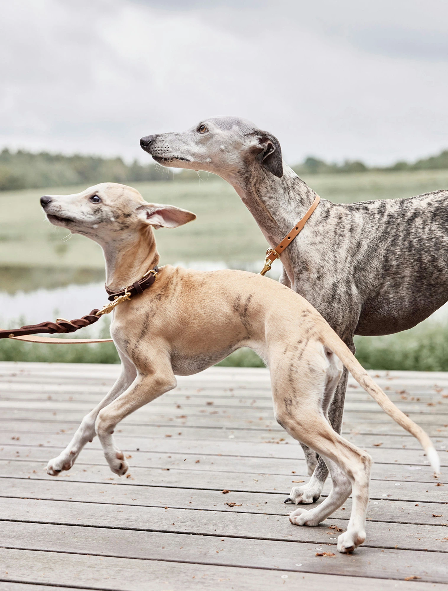 Поводок для собак Robin, 2 м