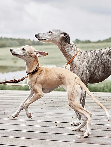 Поводок для собак Robin, 2 м