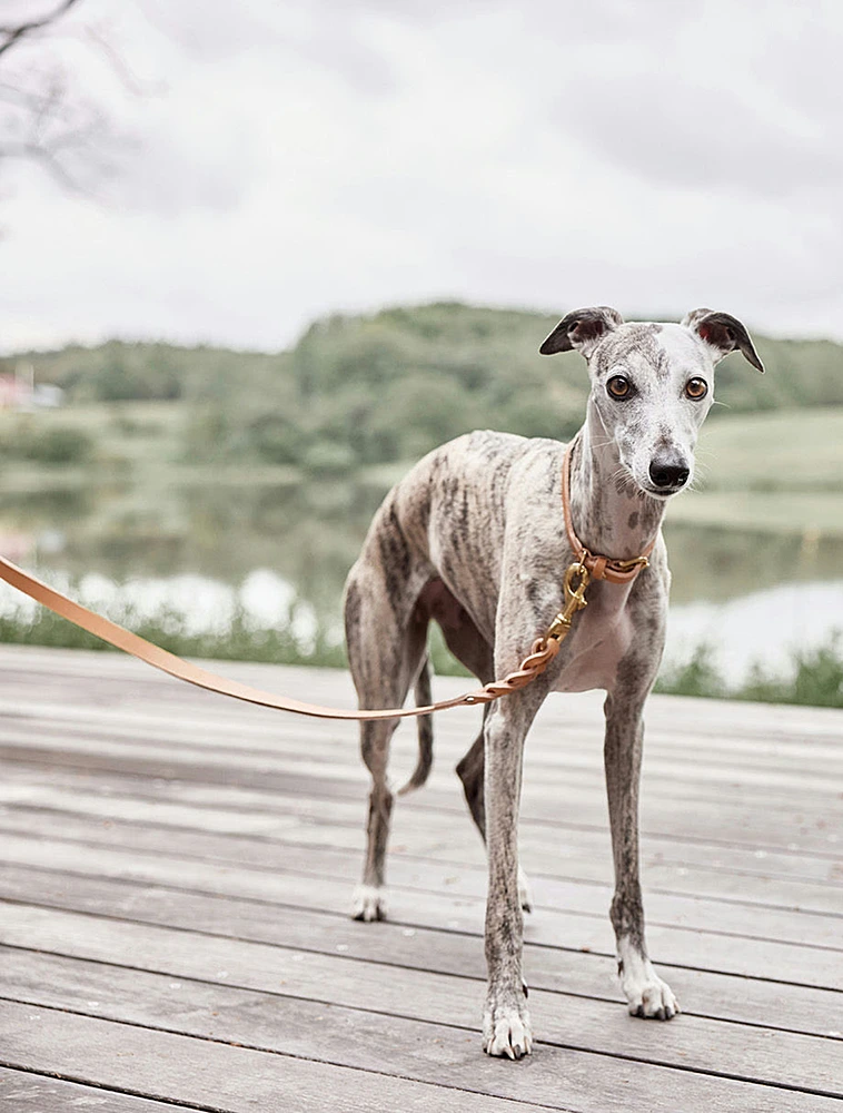 Поводок для собак Robin, 2 м от OYOY Living Design