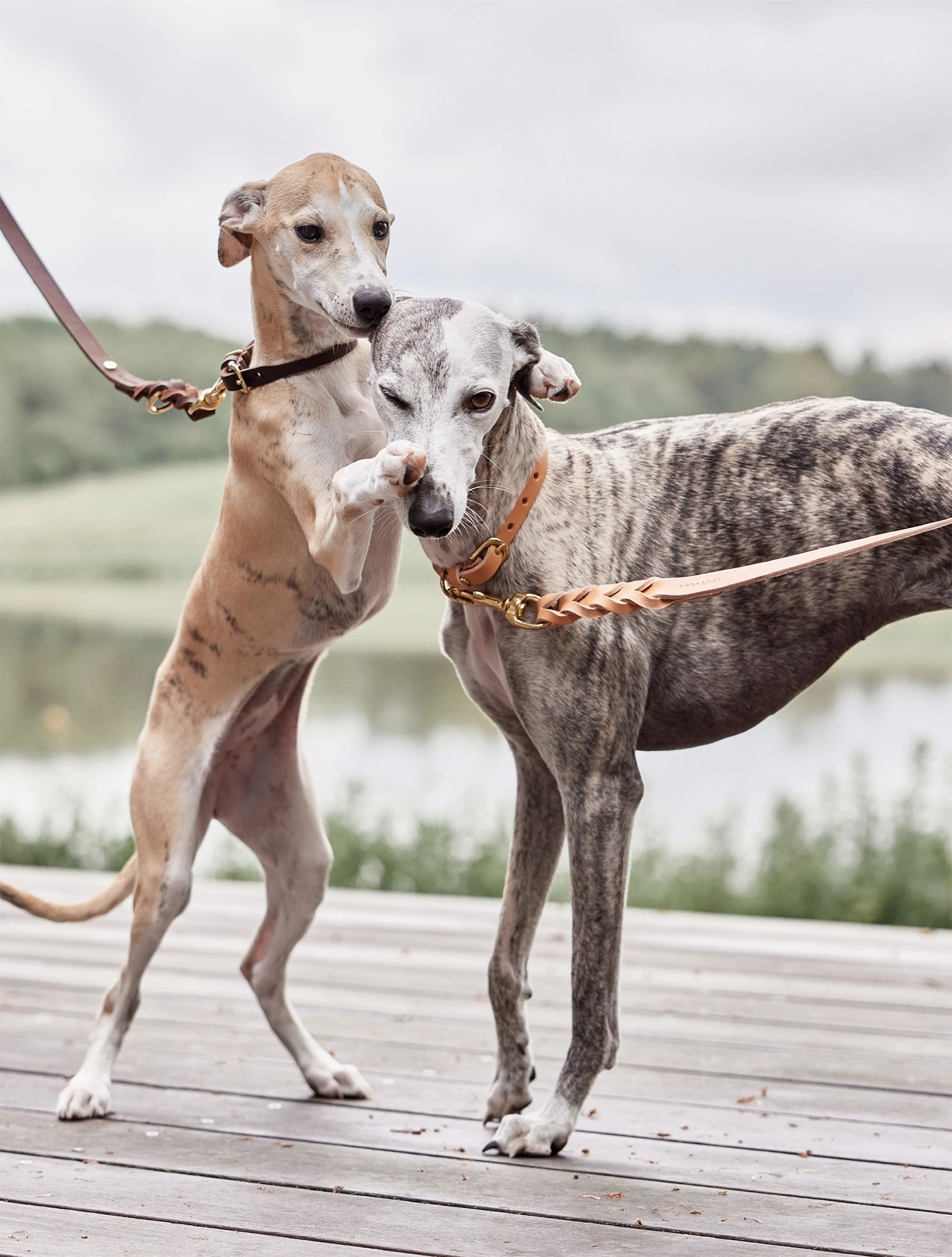 Поводок для собак Robin, 2 м