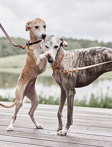 Поводок для собак Robin, 2 м