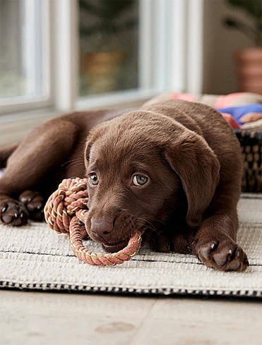 Игрушка для собак Otto, 7х22 см