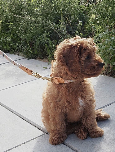 Поводок для собак Perry, 1,6 м