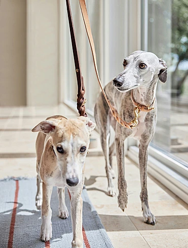 Поводок для собак Robin, 2 м