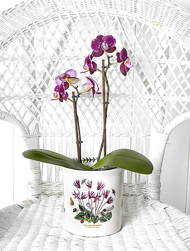 Горшок для цветов Botanic Garden, 14x15 см